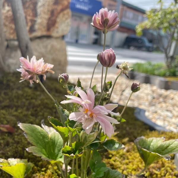 秋明菊のアップ写真