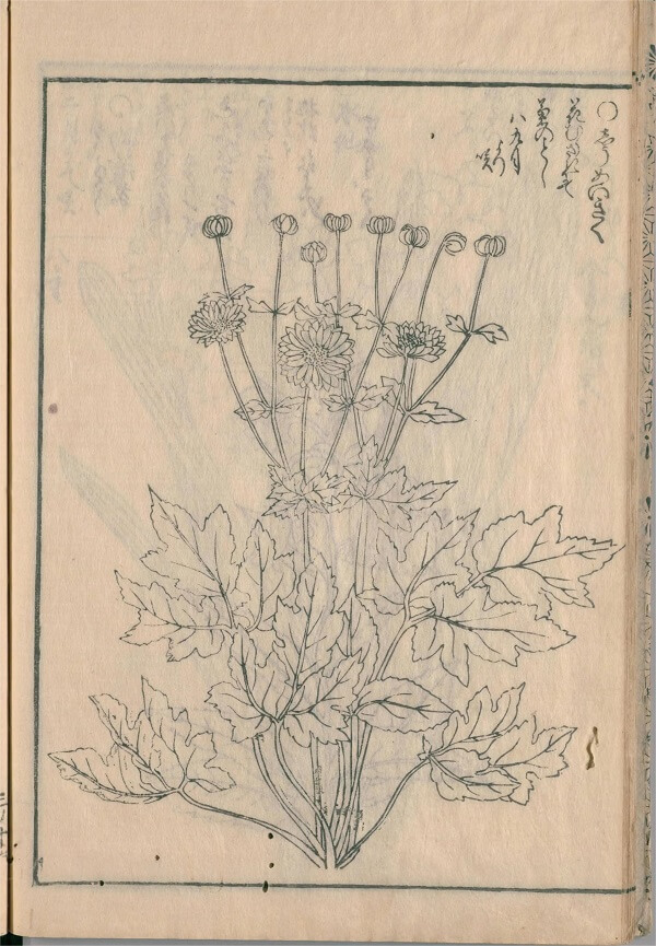 草花絵前集の秋明菊