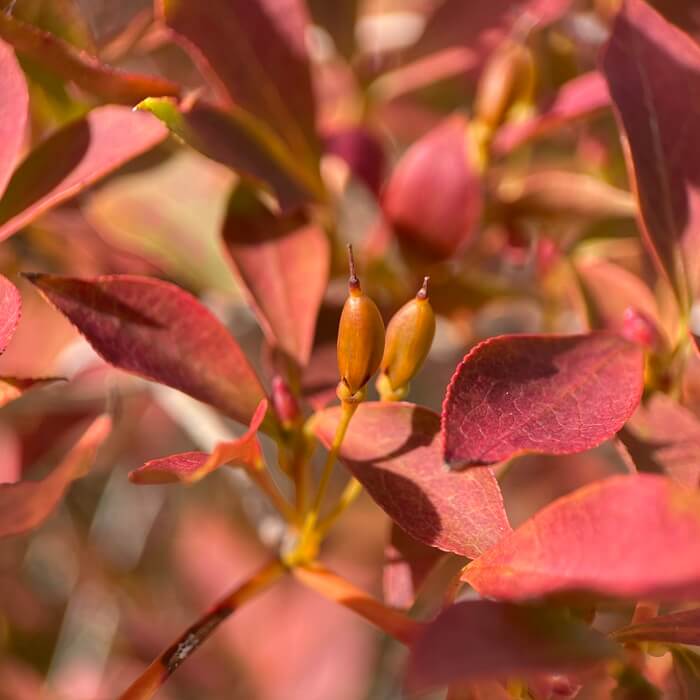 紅葉して実をつけているドウダンツツジ