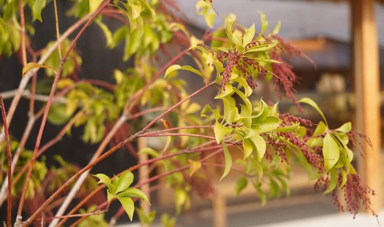 茶花　馬酔木（アセビ）のアイキャッチ画像