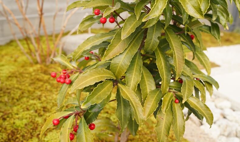 マンリョウ（万両）アイキャッチ画像