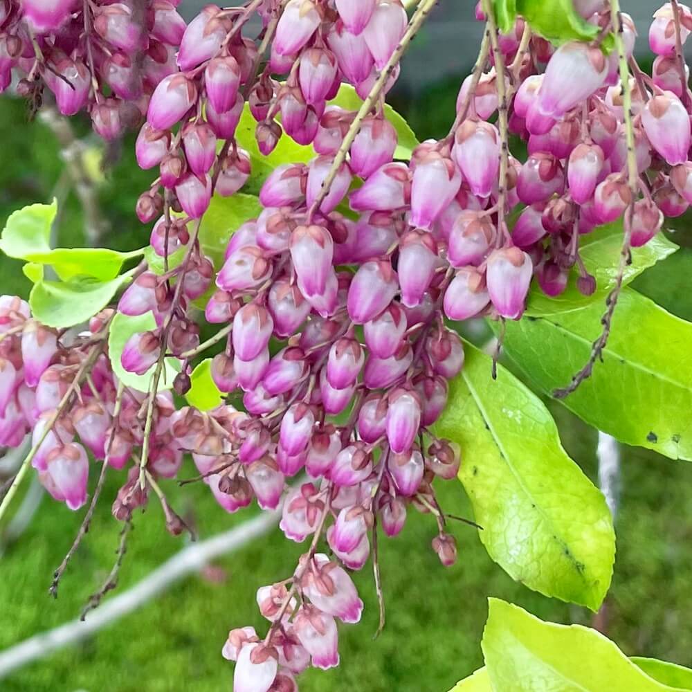アセビ(馬酔木)の花