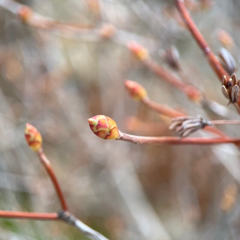 満天星　ドウダンツツジの新芽