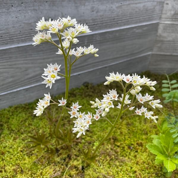 岩八手　イワヤツデ　タンチョウソウ　丹頂草