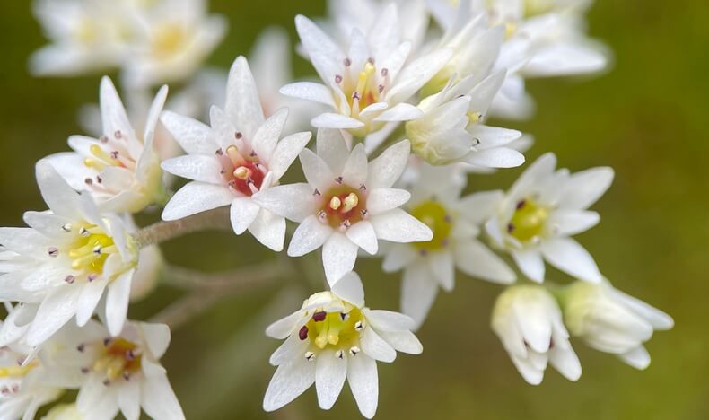 岩八手イワヤツデ　丹頂草タンチョウソウ　アイキャッチ画像