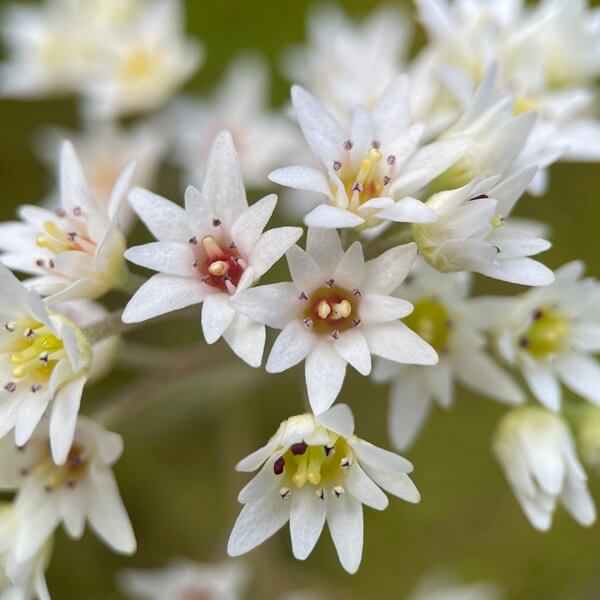 岩八手　イワヤツデ　タンチョウソウ　丹頂草